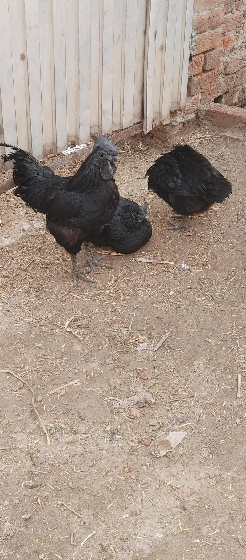 ayam cemani trio set — photo 9