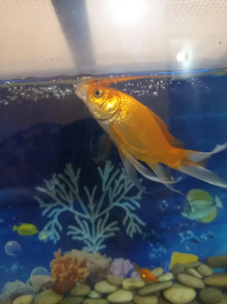 big size shipping king fish for sale