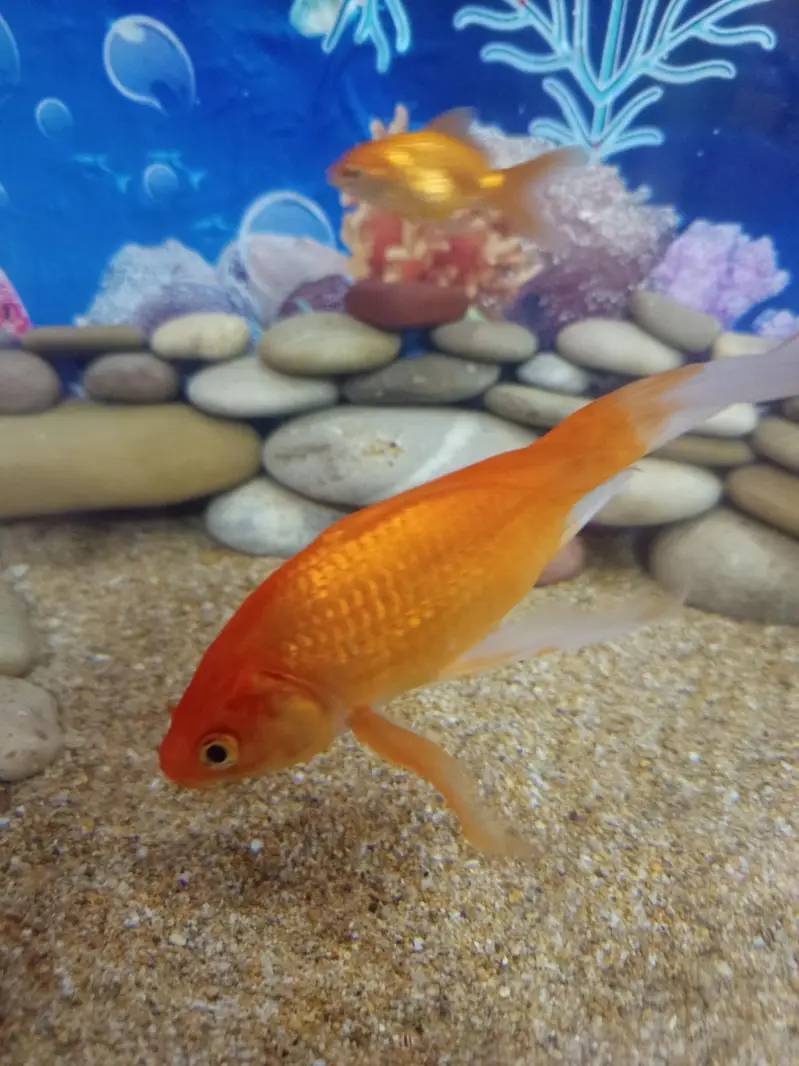 big size shipping king fish for sale — photo 2