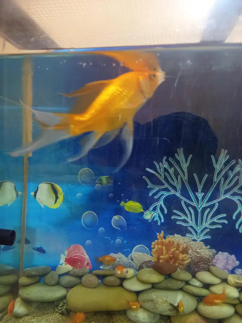 big size shipping king fish for sale — photo 3