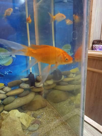 Shipping king fish for sale