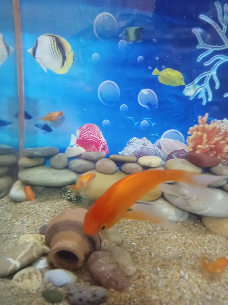 big size shipping king fish for sale — photo 5