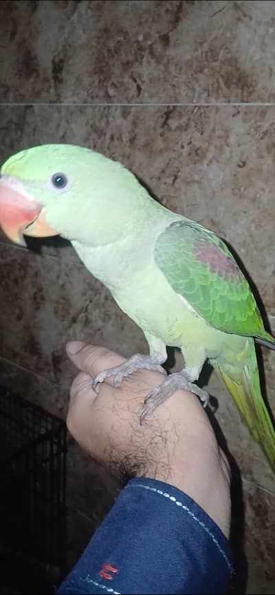parrot for sale healthy and active