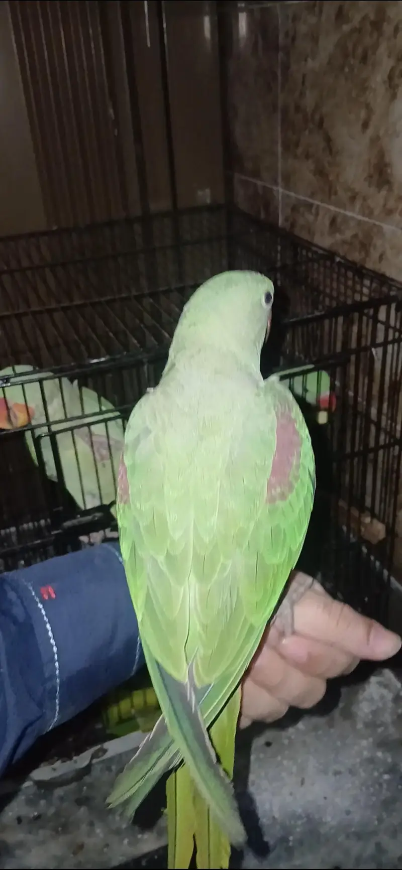 parrot for sale healthy and active — photo 2