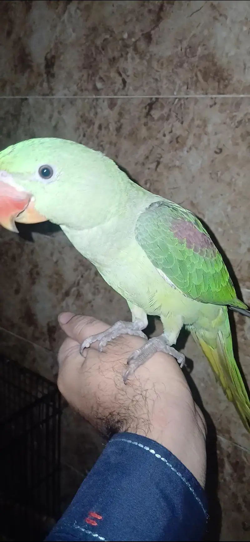 parrot for sale healthy and active — photo 3