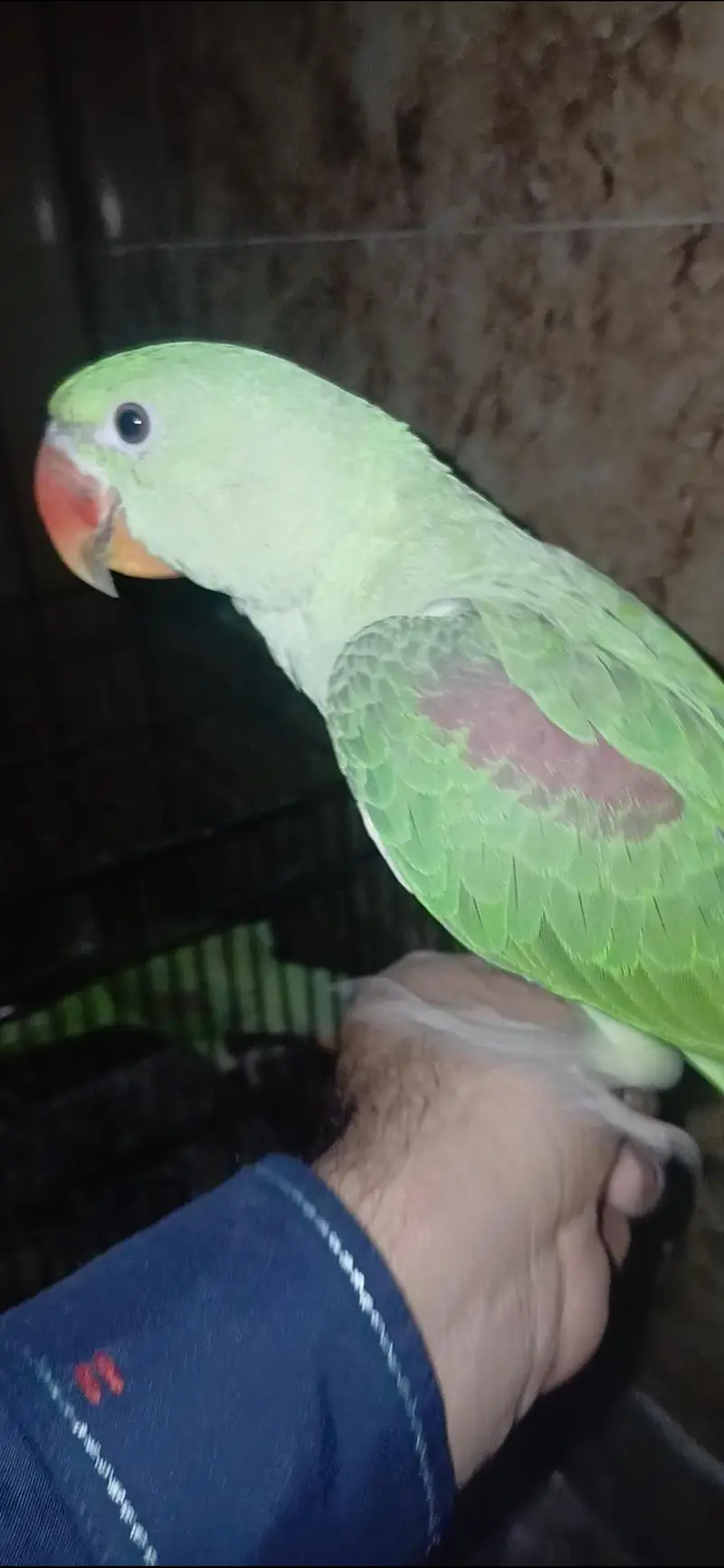 parrot for sale healthy and active — photo 4