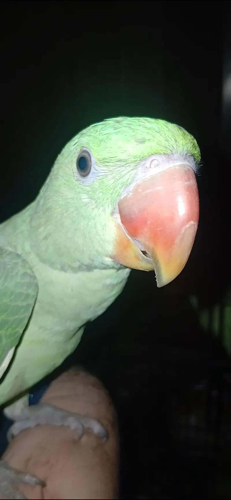 parrot for sale healthy and active — photo 5