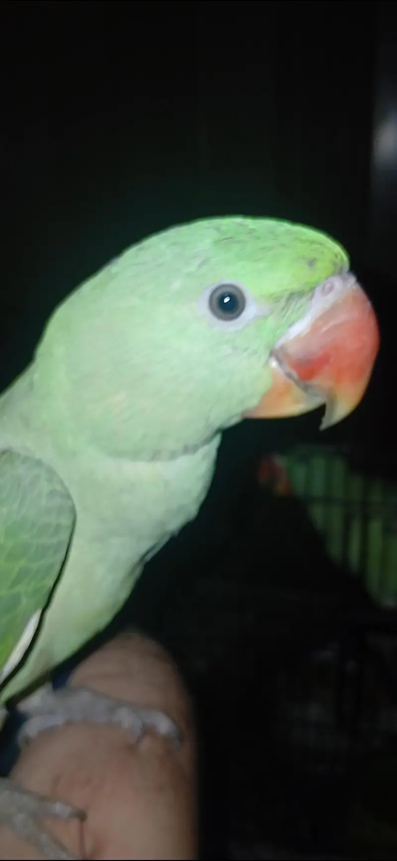 parrot for sale healthy and active — photo 6