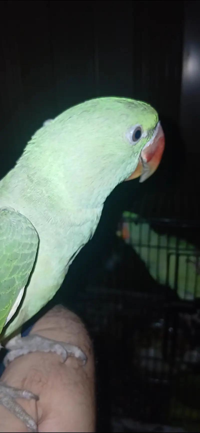 parrot for sale healthy and active — photo 7