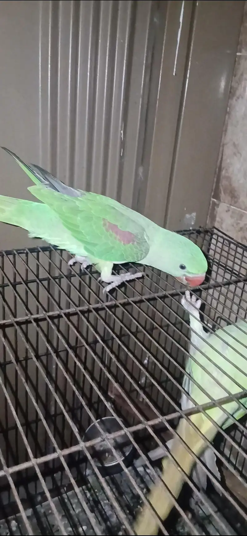parrot for sale healthy and active — photo 8