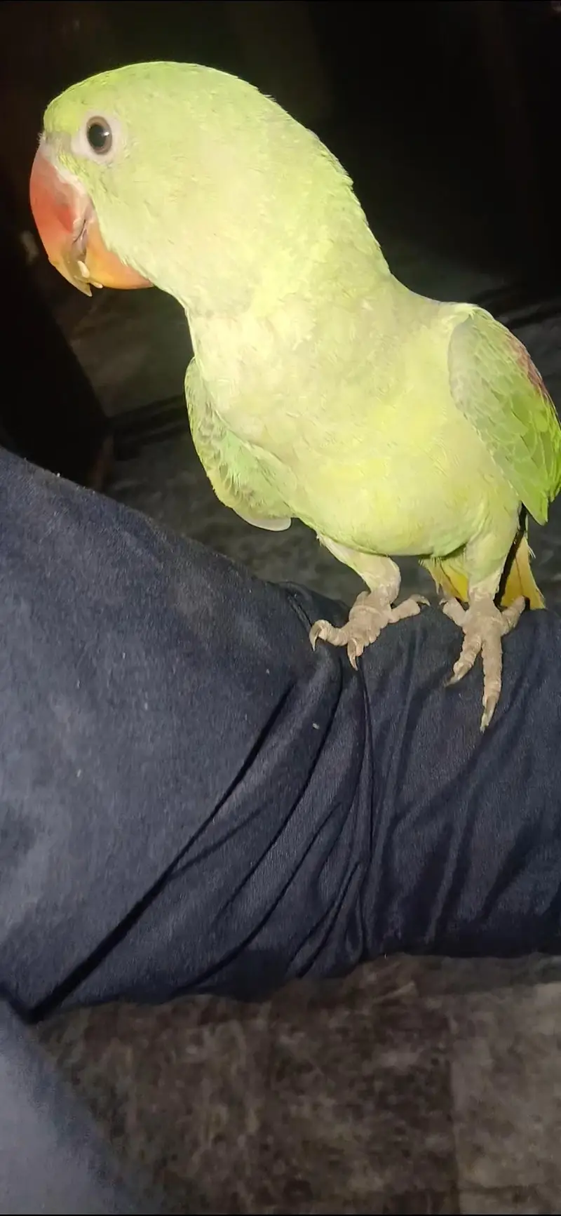 parrot for sale healthy and active — photo 9