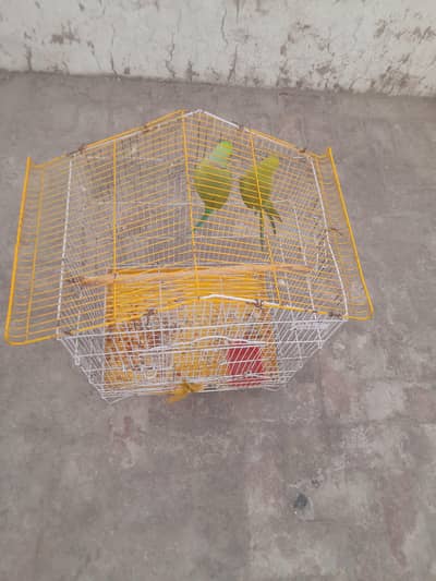 mitho pair with cage
