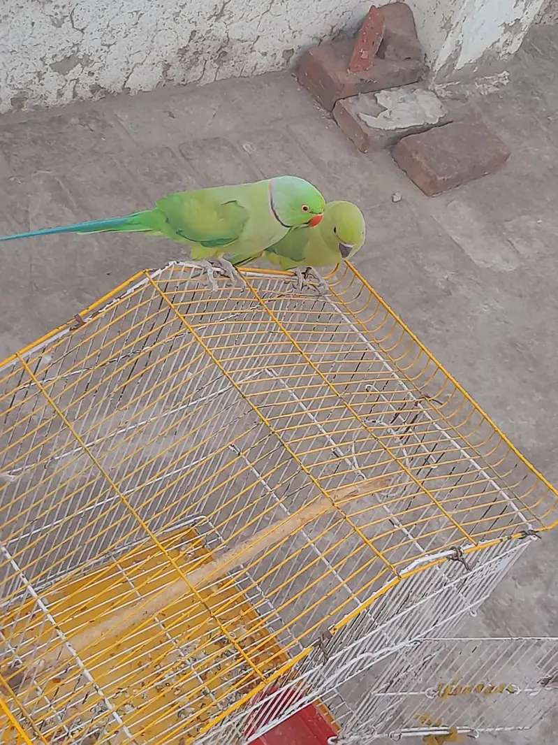 mitho pair with cage — photo 2