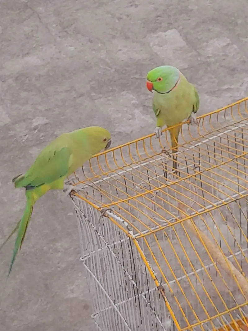 mitho pair with cage — photo 3