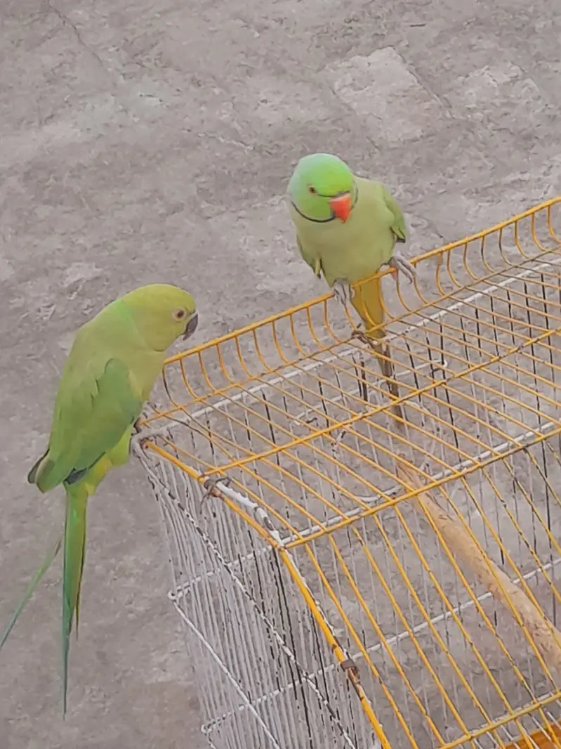 mitho pair with cage — photo 4