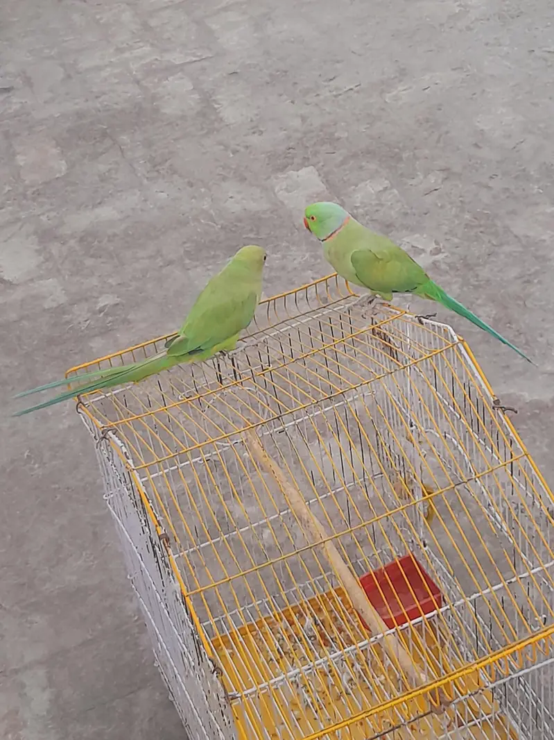 mitho pair with cage — photo 5