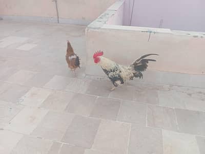 agg laying hen for sale