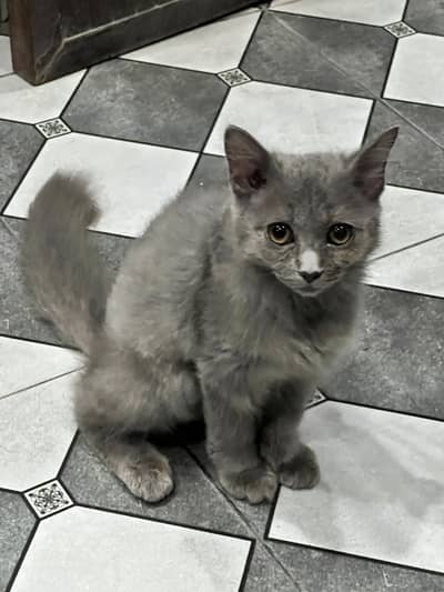 Persian kittens for Sale| Healthy kittens | Home Breed.