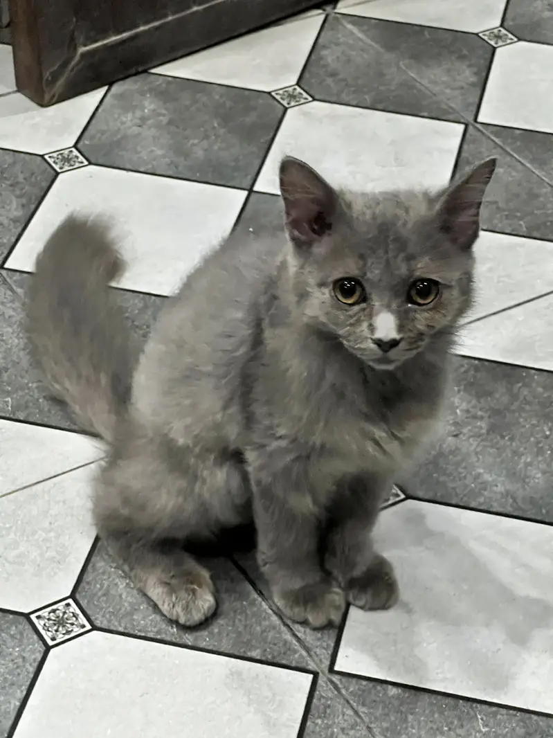 Persian kittens for Sale| Healthy kittens | Home Breed. — photo 2