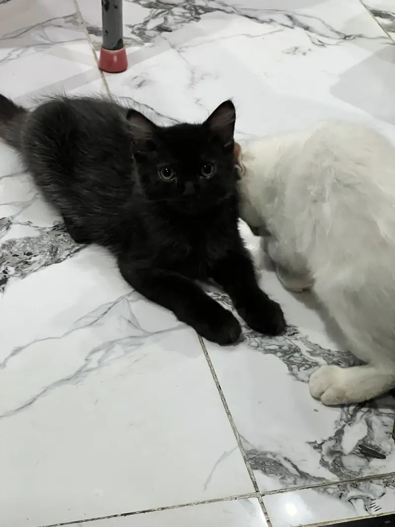 Persian kittens for Sale| Healthy kittens | Home Breed. — photo 3