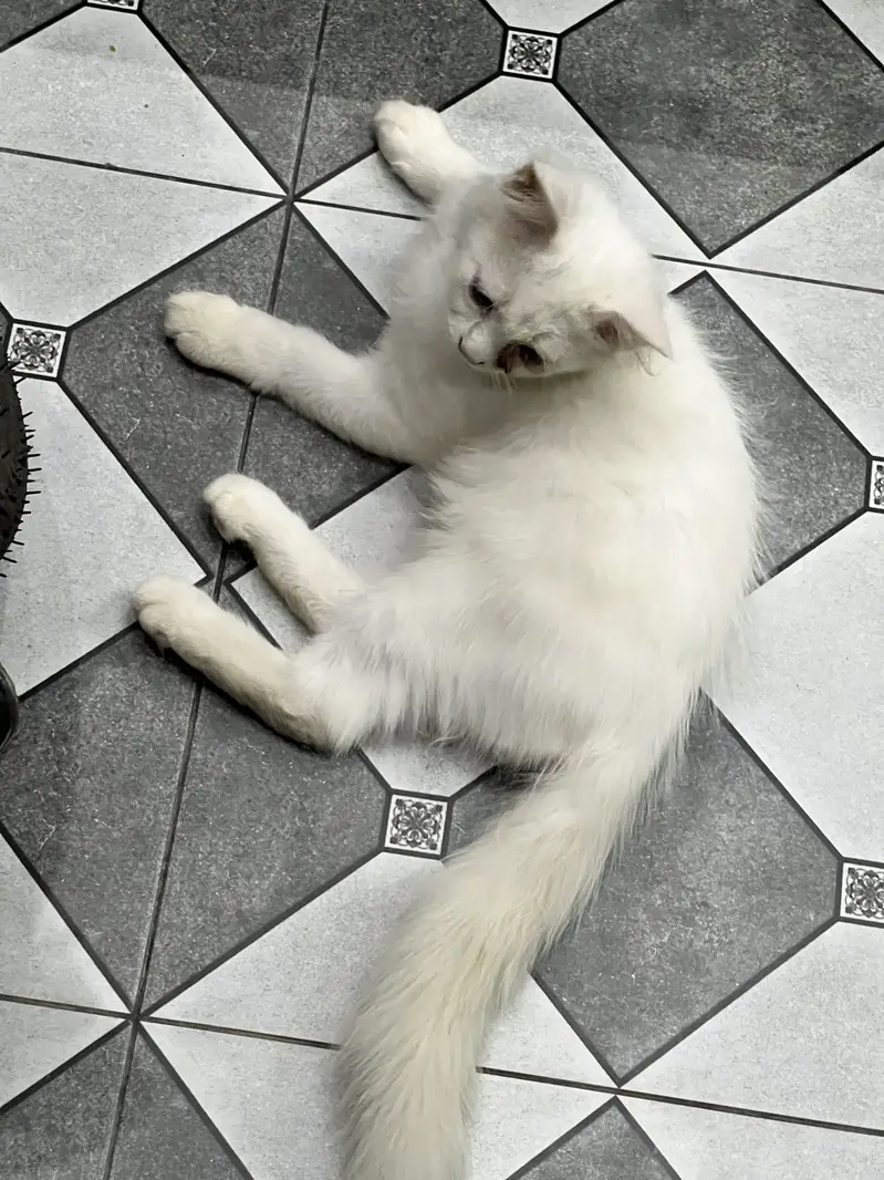 Persian kittens for Sale| Healthy kittens | Home Breed. — photo 4