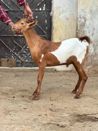 Teddy Tapray Male For Sale