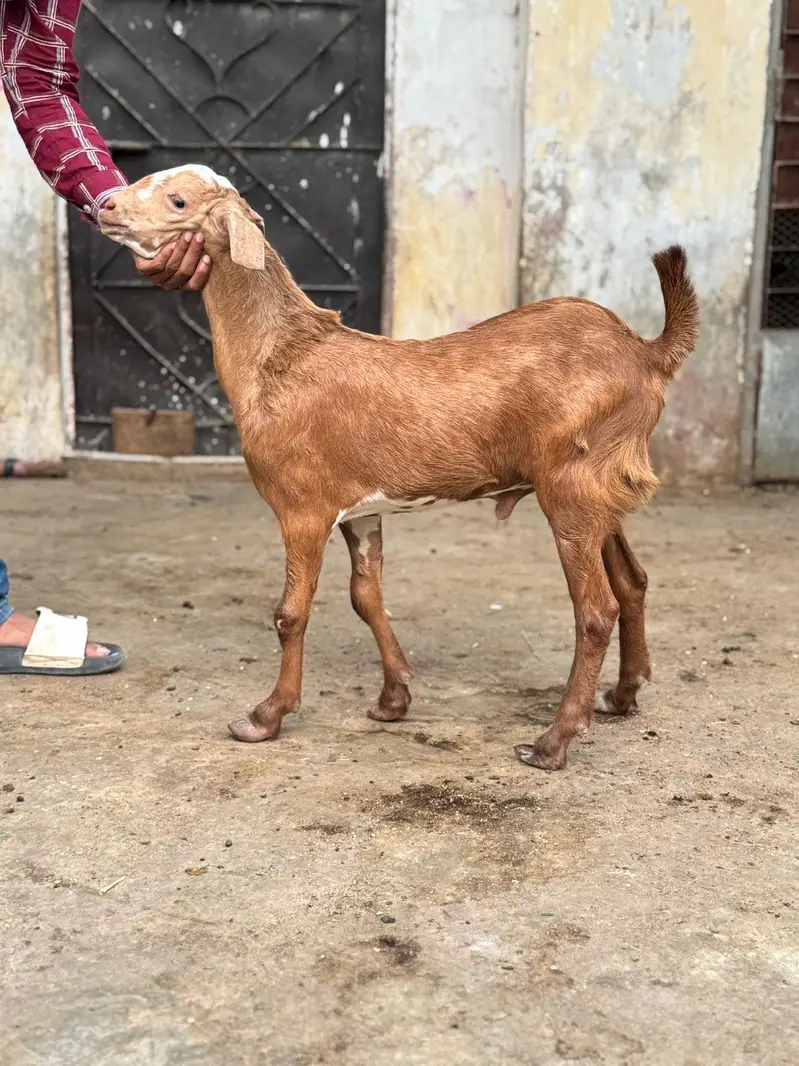 Teddy Tapray Male For Sale — photo 2