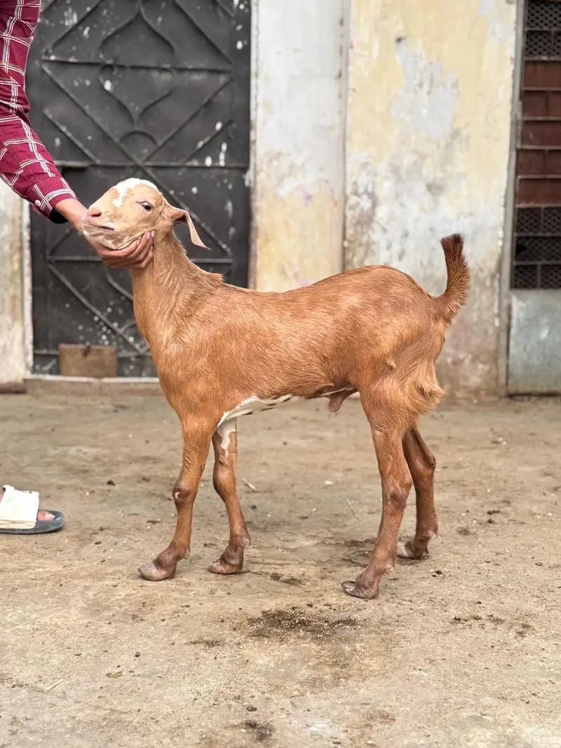 Teddy Tapray Male For Sale — photo 3