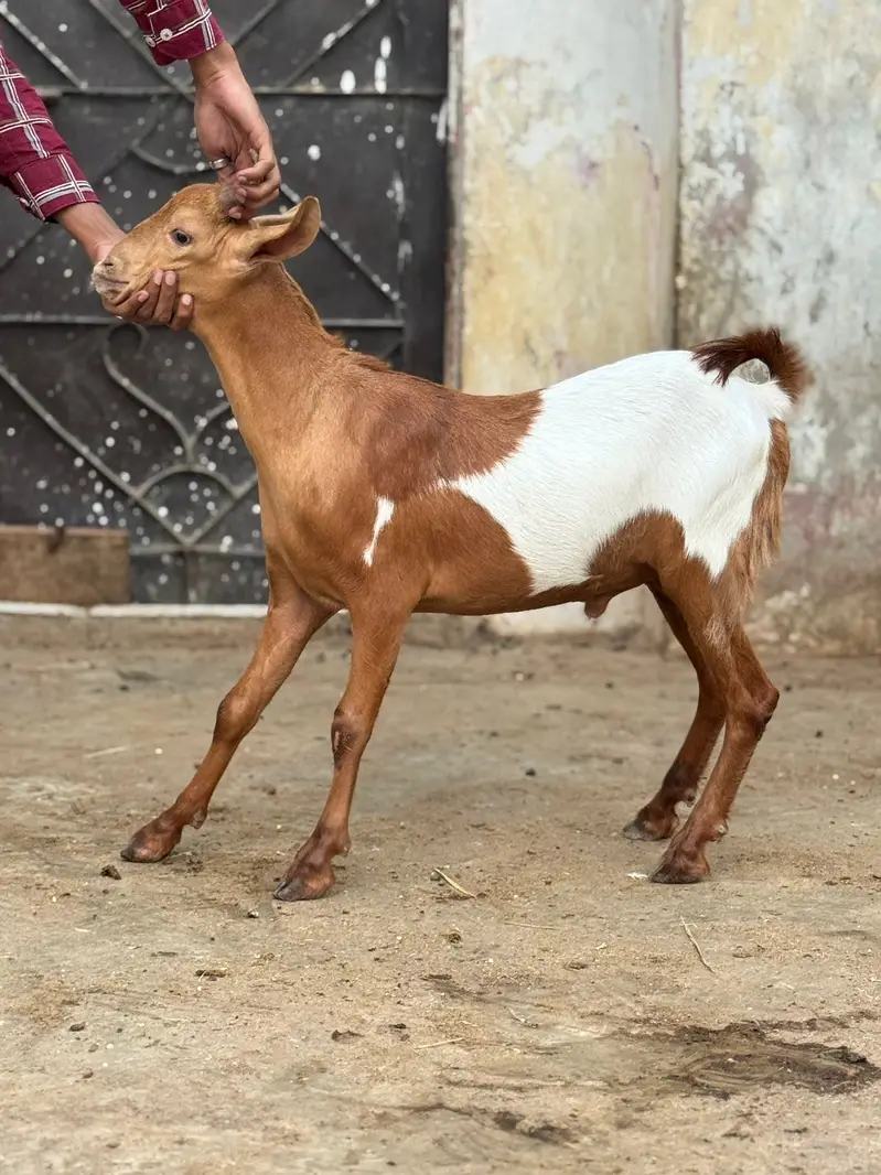 Teddy Tapray Male For Sale — photo 4