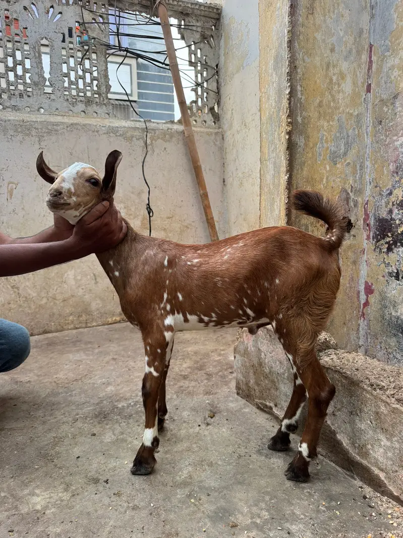 Teddy Tapray Male For Sale — photo 5