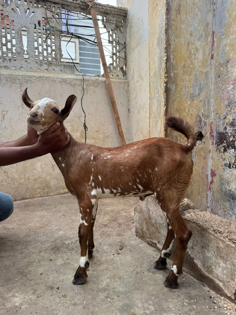 Teddy Tapray Male For Sale — photo 6