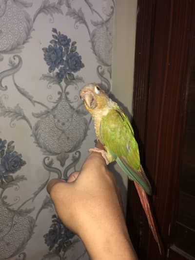 Pineapple conure