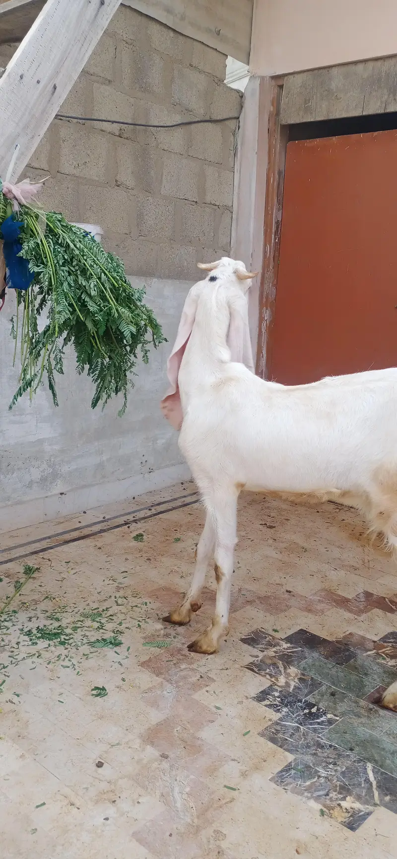 gulabi bakri — photo 2