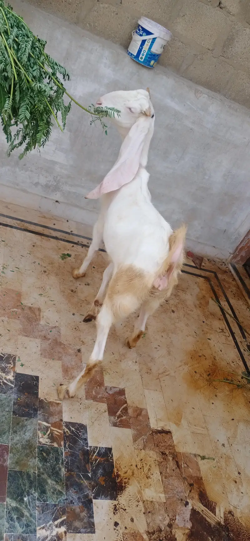 gulabi bakri — photo 4
