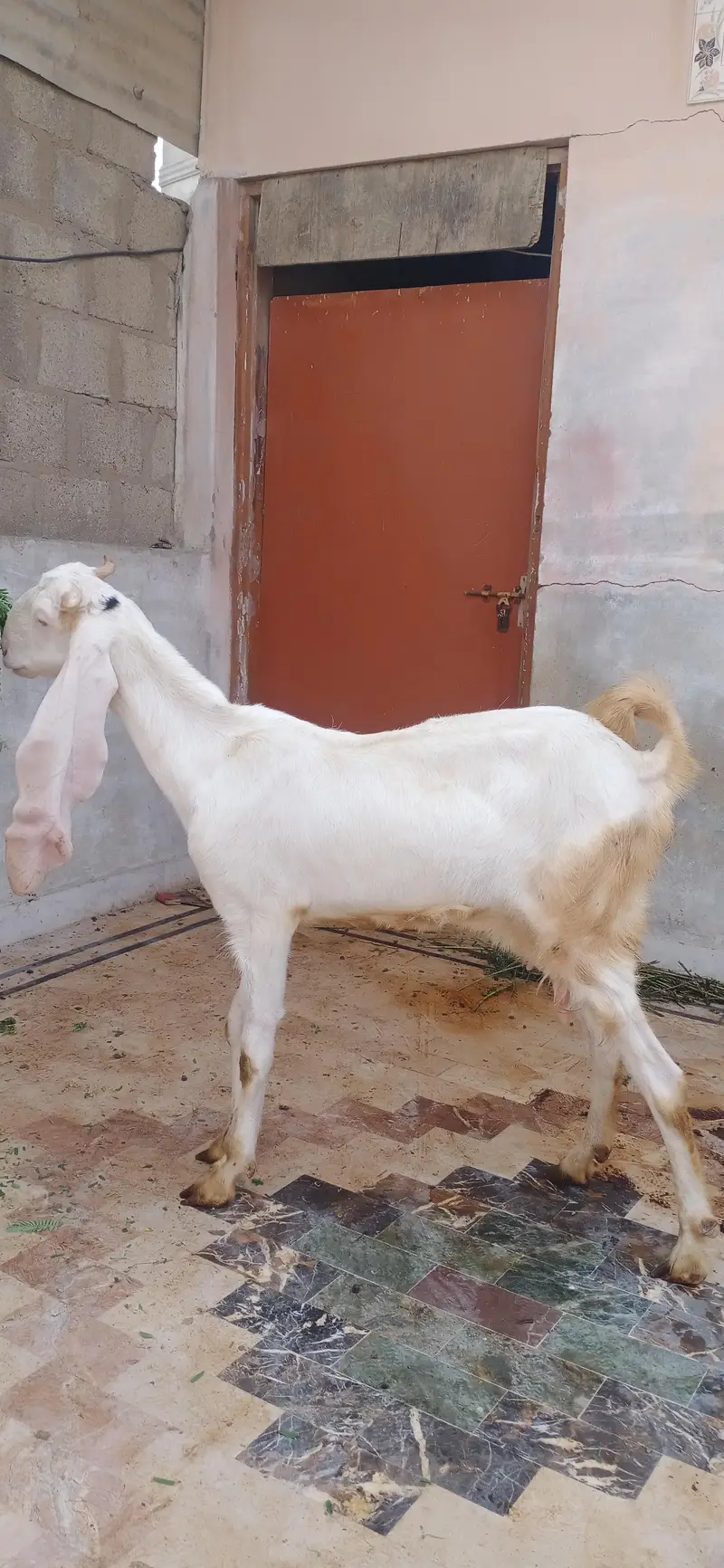gulabi bakri — photo 6