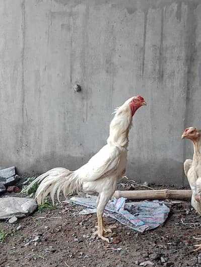 pair for sale king size shamo pair