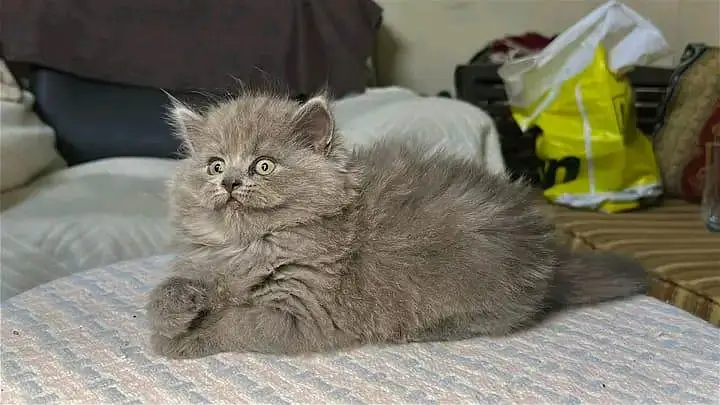 Quality Persian Kittens 3 Coated \/\/atsp 03 | 40 | 482 | 6941:-$ :-$ — photo 4