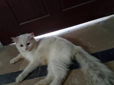 Persian female cat