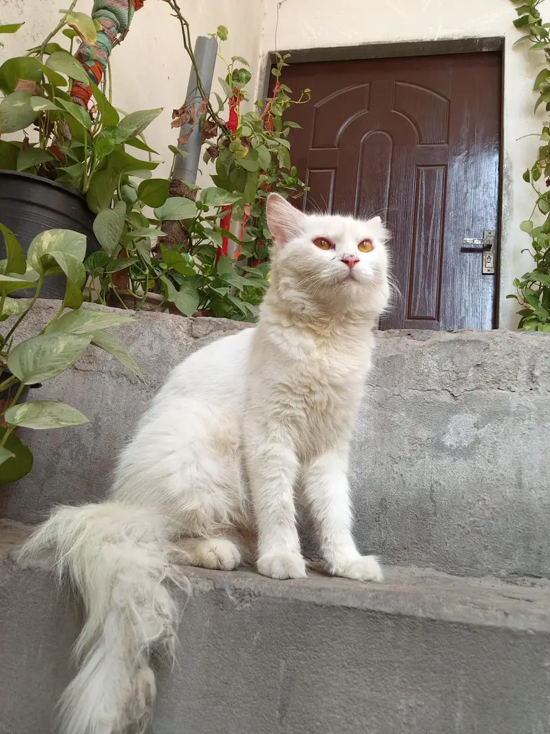 Persian female cat — photo 2