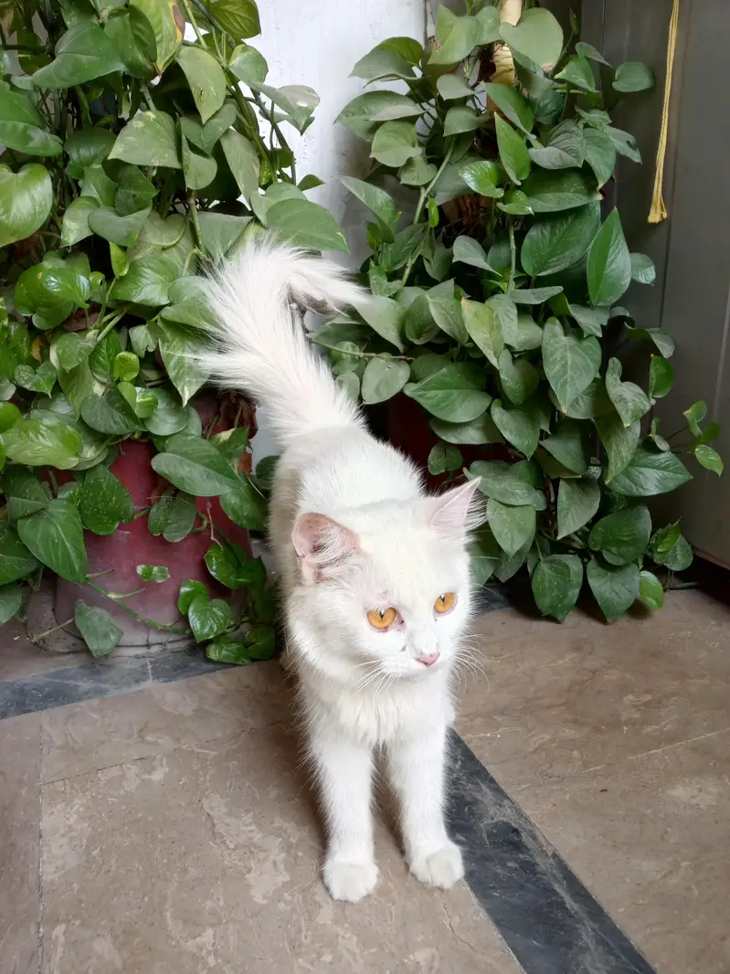 Persian female cat — photo 3