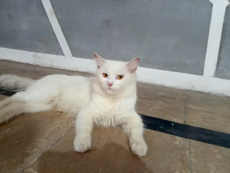 Persian female cat — photo 4