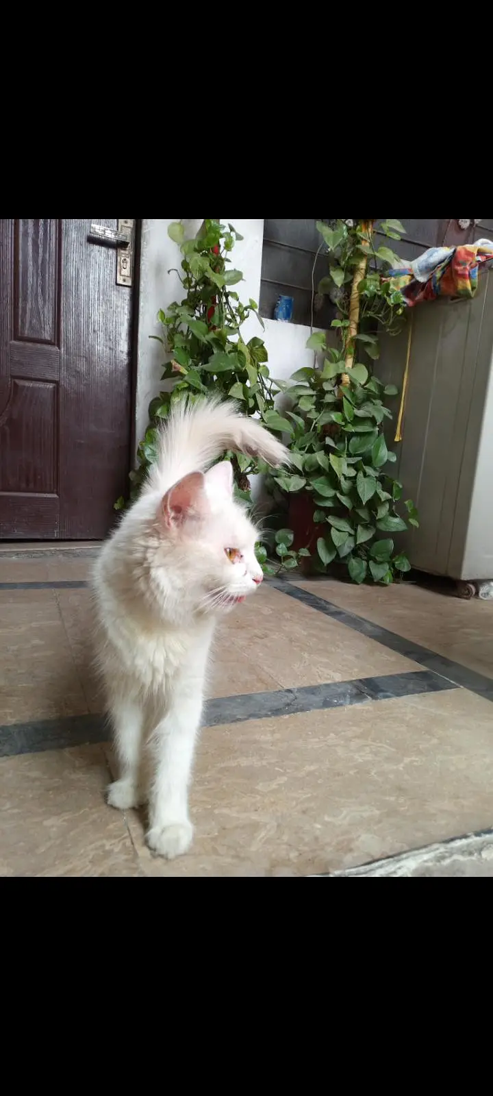 Persian female cat — photo 5