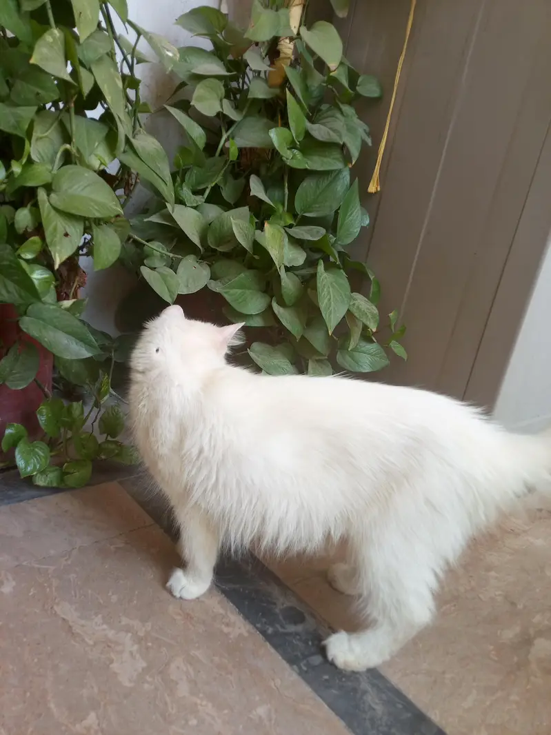 Persian female cat — photo 6