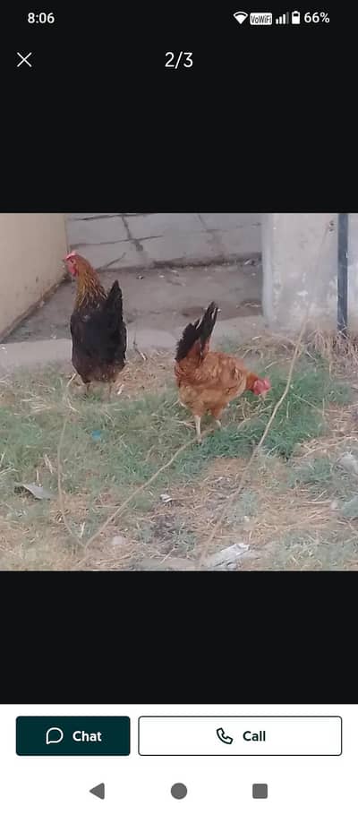 Hens pair