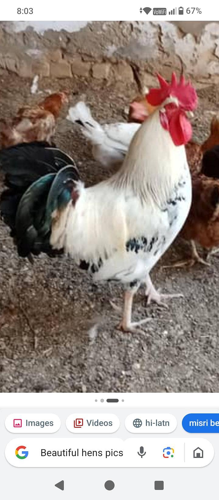 Hens pair 1