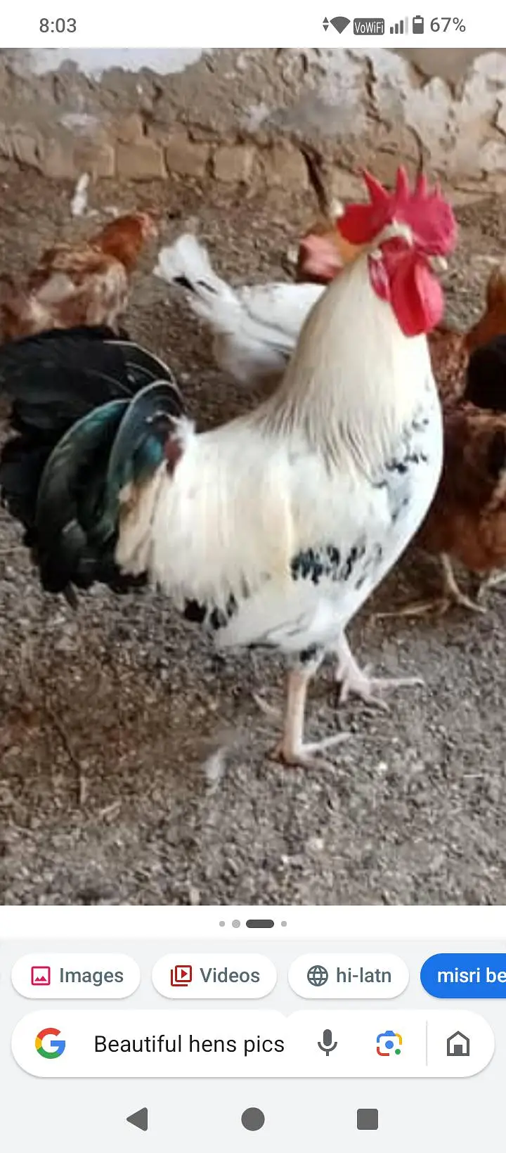 Hens pair — photo 2