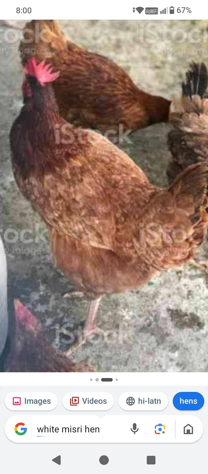 Hens pair 2