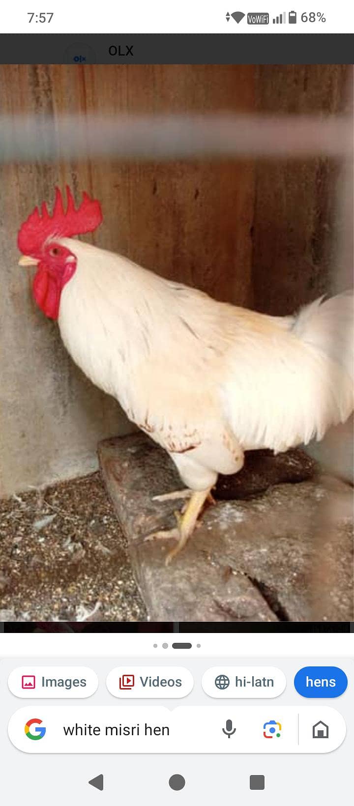 Hens pair 3