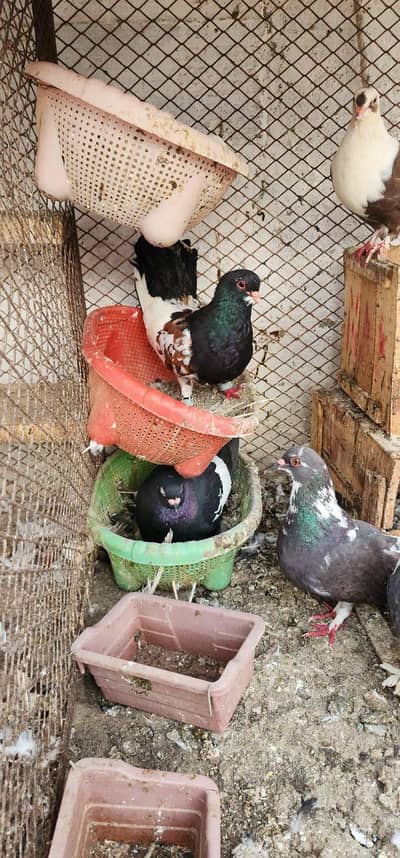 home pigeon breeder pair for sale