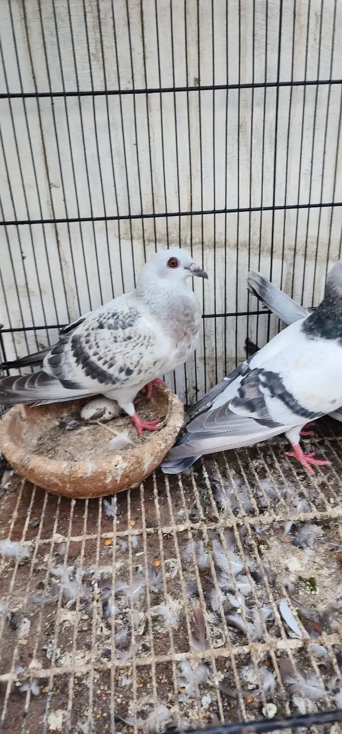 home pigeon breeder pair for sale — photo 2